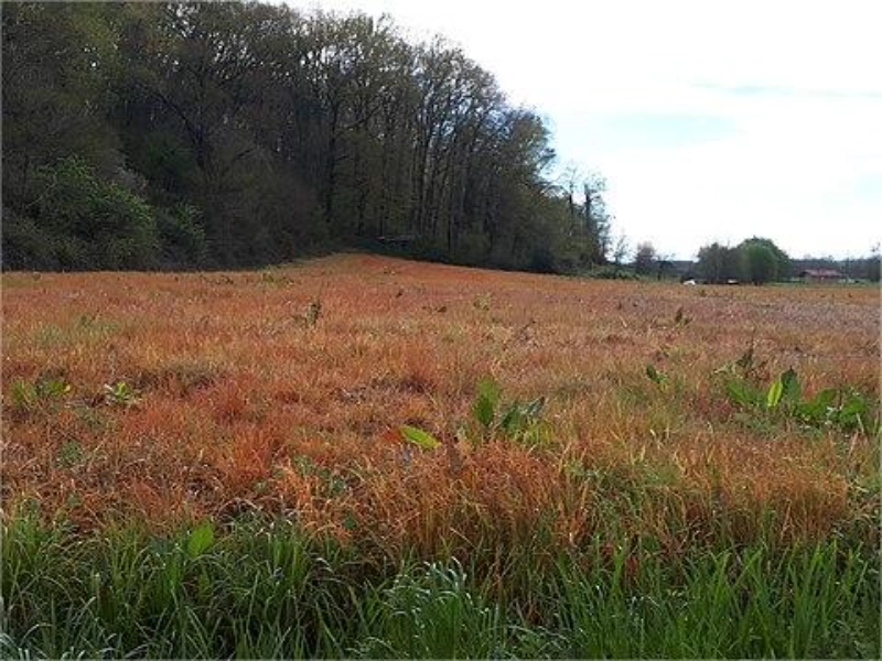 Bayer-looks-to-AI-to-combat-herbicide-resistance-faster