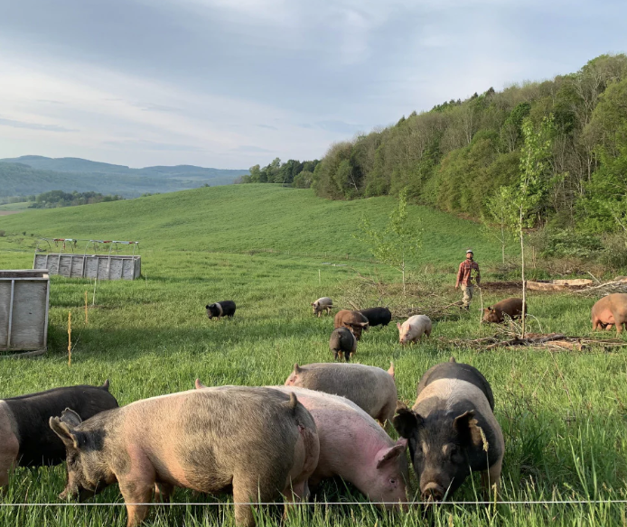 AI interprets pig squeals for better farm welfare